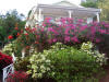 Cottage Surrounded by Bougainvillea
